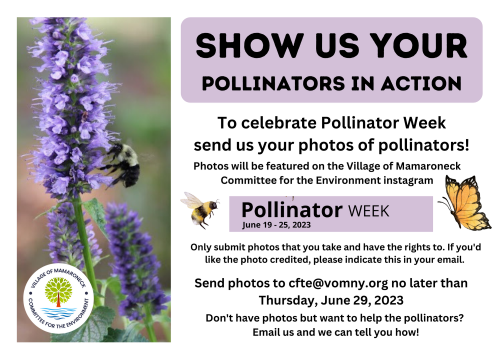 Celebrate Pollinator Week PNG