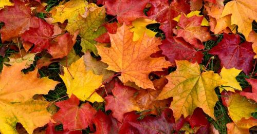 Fall Leaves SMALL PNG