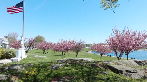 LMC Media Screenshot 2024 Cherry Blossoms at Harbor Island Park PNG