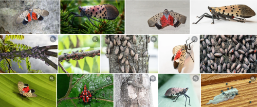 Spotted Lanternfly Collage PNG