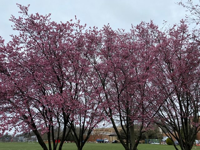 Cherry Blossoms from Harbor Island Park